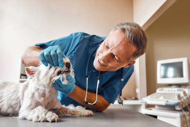 Best Emergency Dental Extractions in Louisiana, MO